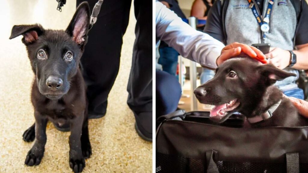 Polaris: El Perrito abandonado en un aeropuerto