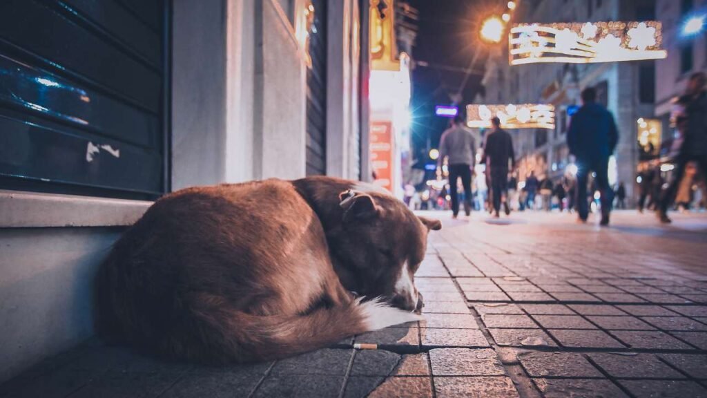 ¿Sabes que siente un perro abandonado?