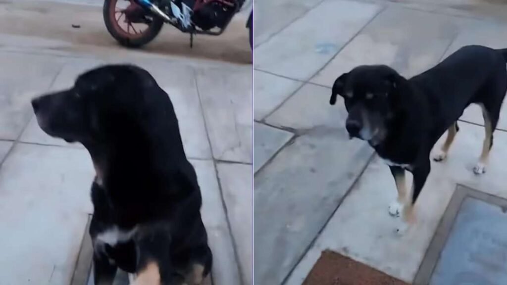 El perro que llegó solo a pedir ayuda a una veterinaria (VIDEO)