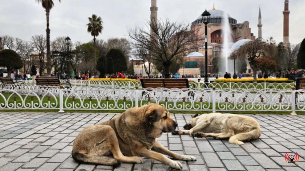 La Controversia de la Nueva Ley para los Perros Callejeros en Turquía: Un Debate sobre Bienestar Animal y Seguridad