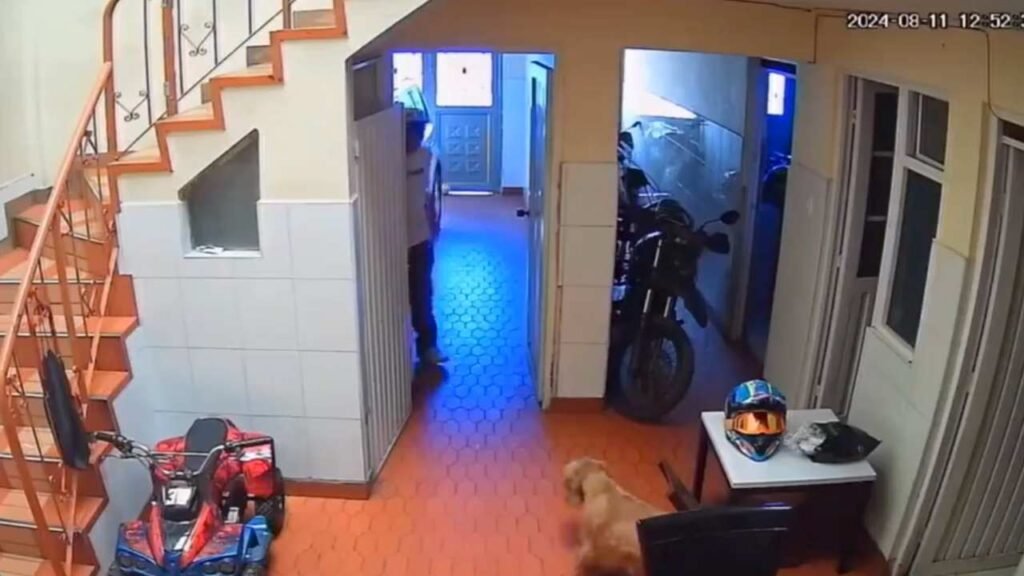 Perro evitó que ladrones robaran casa en Bogotá