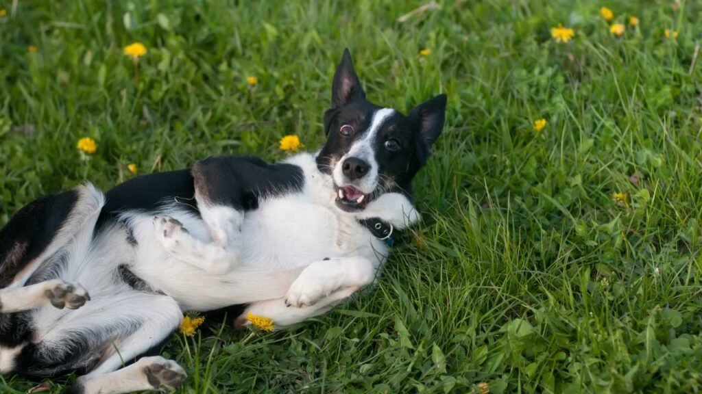 ¿Por qué a los Perros les Gusta Revolcarse en Excrementos? Un Misterio Evolutivo y Social