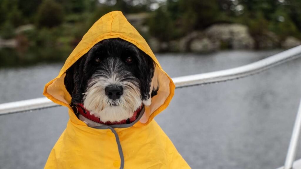 ¿Cómo proteger a tu perro en los días de lluvia?